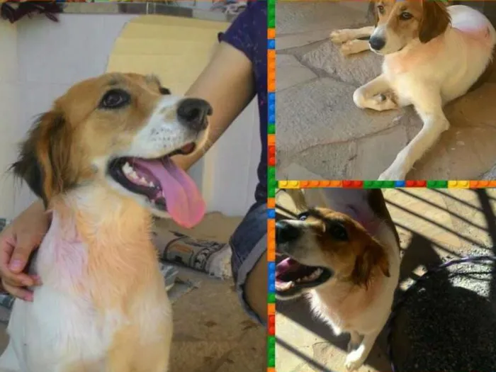 Cachorro ra a  idade 2 anos nome M