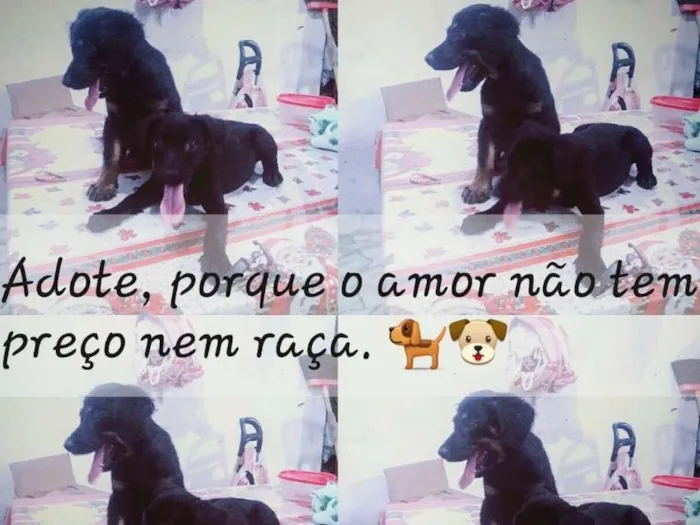 Cachorro raça Indefinida idade 2 a 6 meses nome Nina e luna