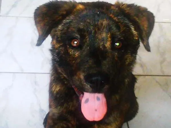 Cachorro ra a Indefinida idade 2 anos nome Hulk