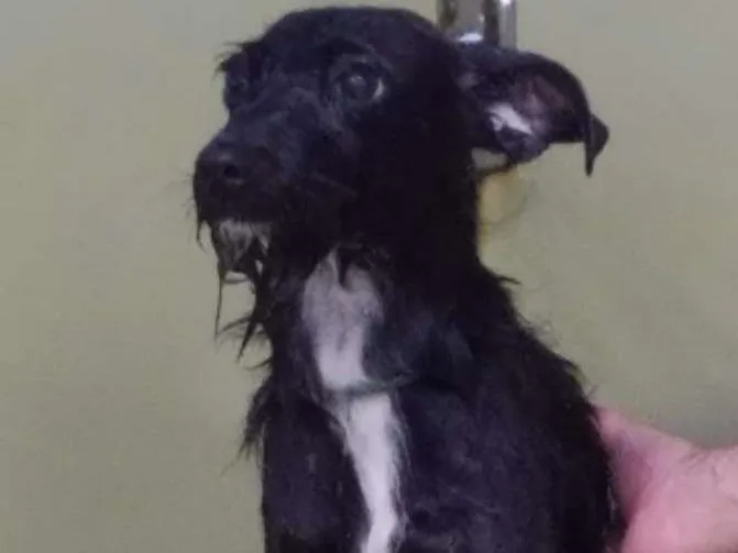 Cachorro ra a Viralata idade 1 ano nome Não sei