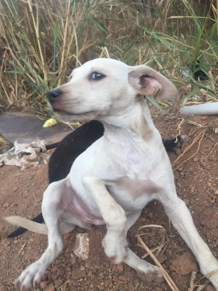 Cachorro ra a SRD idade Abaixo de 2 meses nome Sem nome