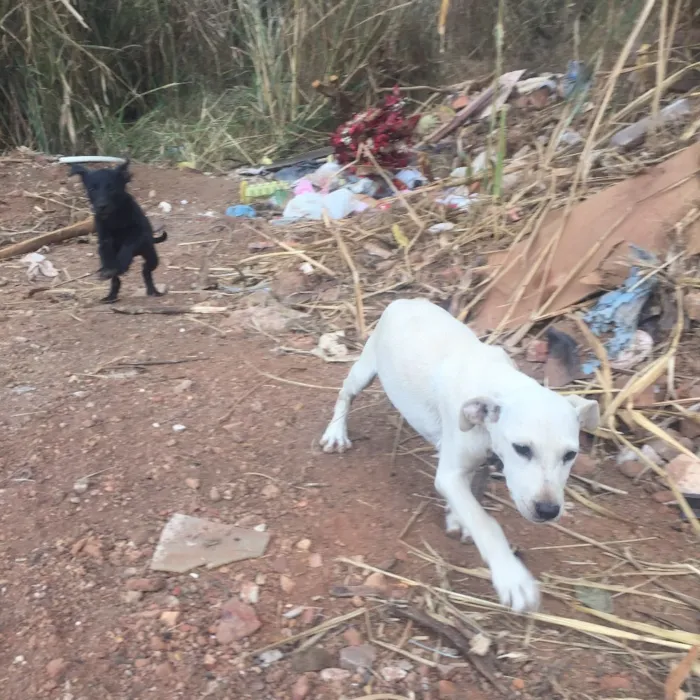 Cachorro ra a SRD idade Abaixo de 2 meses nome Sem nome