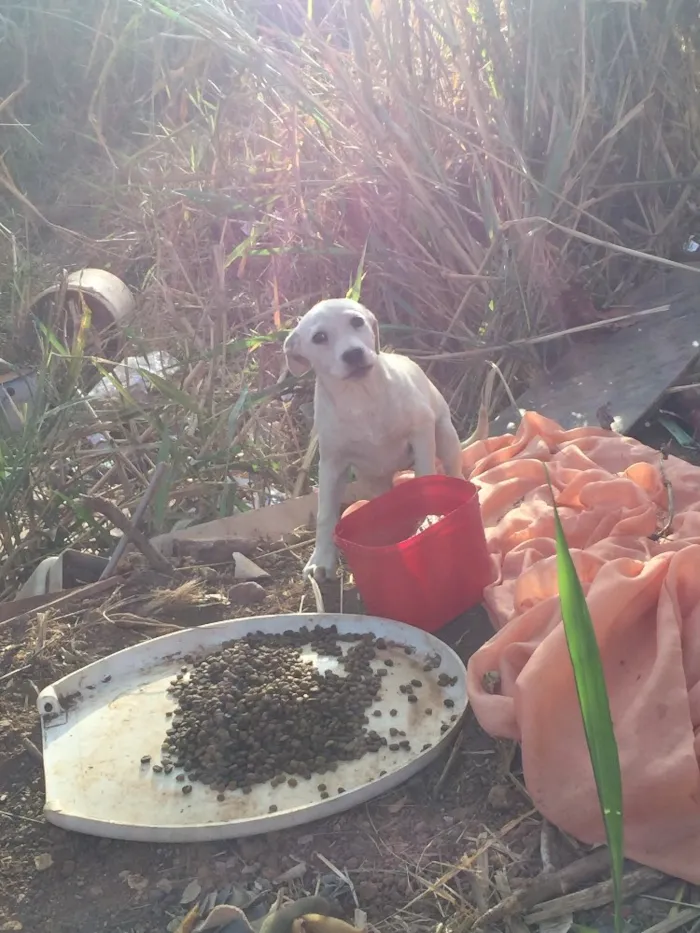 Cachorro ra a SRD idade Abaixo de 2 meses nome Sem nome