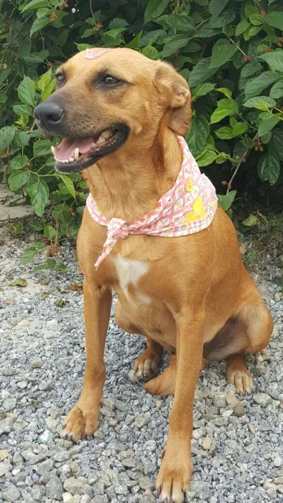 Cachorro ra a SRD idade 2 anos nome FLOR 