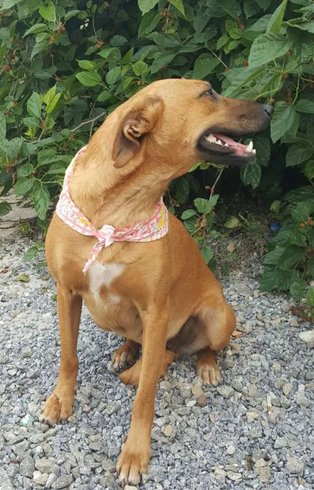 Cachorro ra a SRD idade 2 anos nome FLOR 