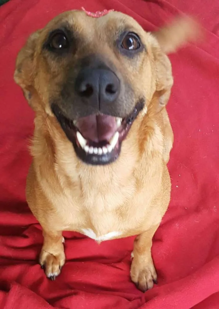 Cachorro ra a SRD idade 2 anos nome FLOR 