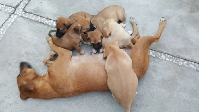 Cachorro ra a SRD idade 2 anos nome FLOR 