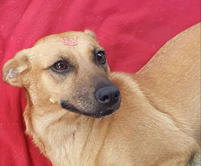 Cachorro ra a SRD idade 2 anos nome FLOR 