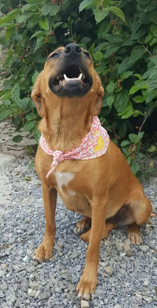 Cachorro ra a SRD idade 2 anos nome FLOR 