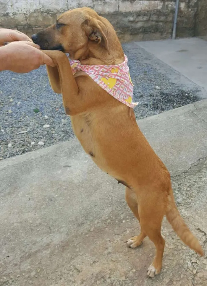 Cachorro ra a SRD idade 2 anos nome FLOR 
