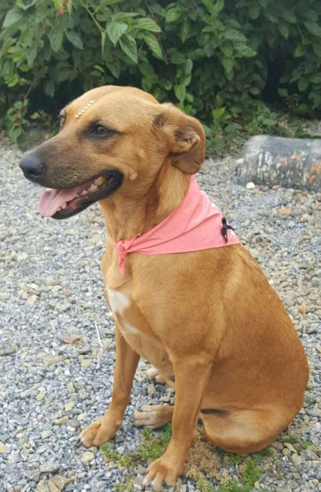 Cachorro ra a SRD idade 2 anos nome FLOR 