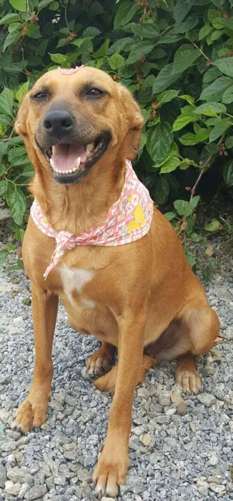 Cachorro ra a SRD idade 2 anos nome FLOR 