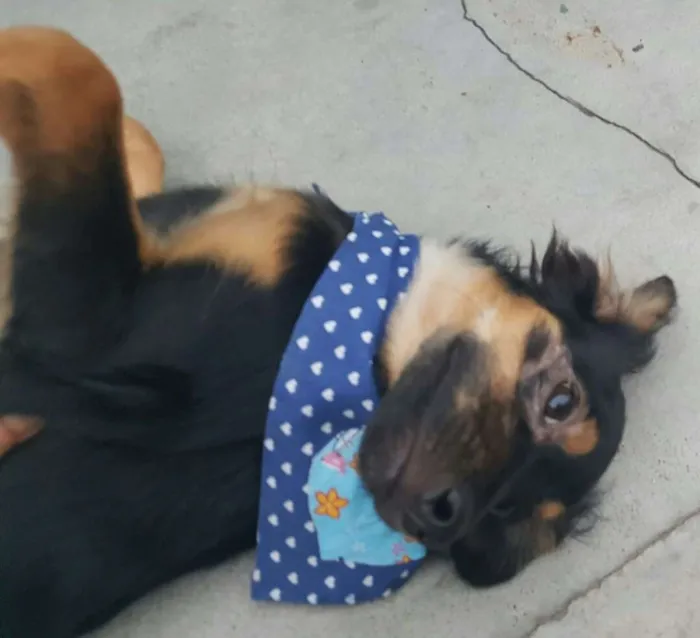 Cachorro ra a SRD idade 2 a 6 meses nome LUCKY