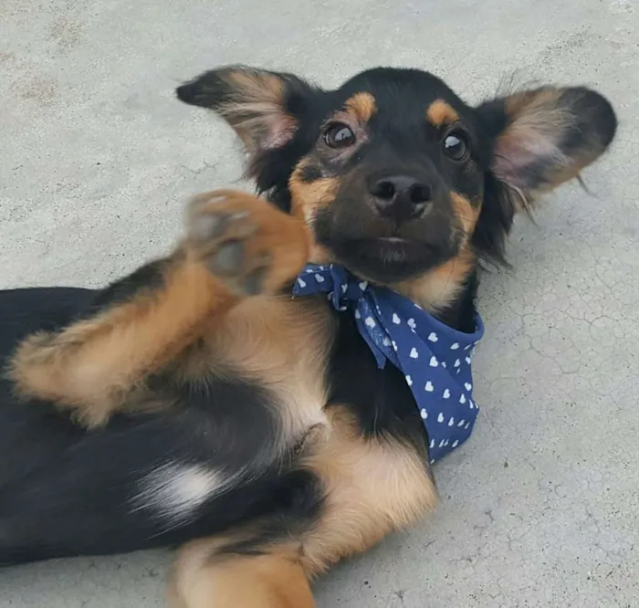 Cachorro ra a SRD idade 2 a 6 meses nome LUCKY