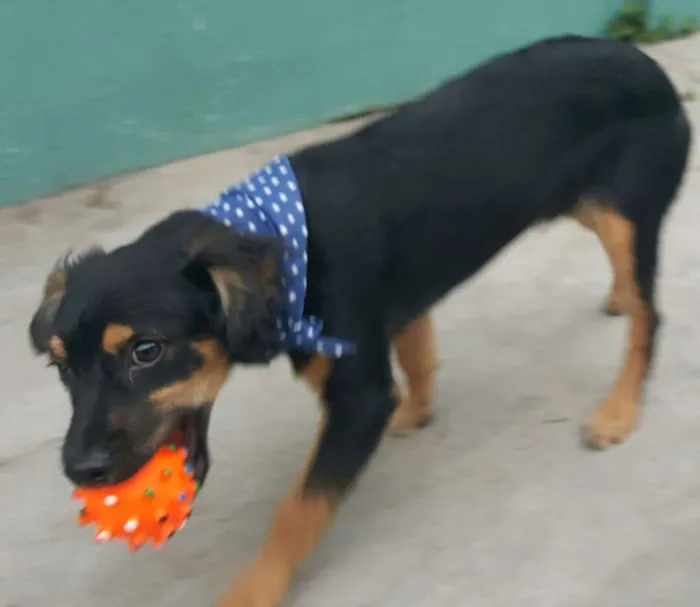 Cachorro ra a SRD idade 2 a 6 meses nome LUCKY