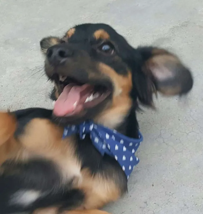 Cachorro ra a SRD idade 2 a 6 meses nome LUCKY