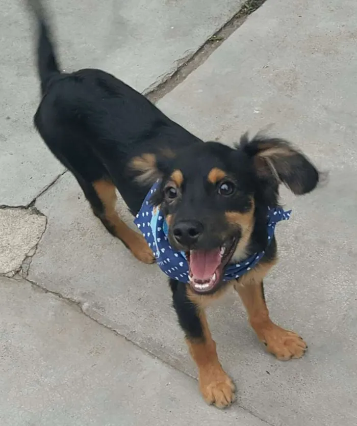 Cachorro ra a SRD idade 2 a 6 meses nome LUCKY