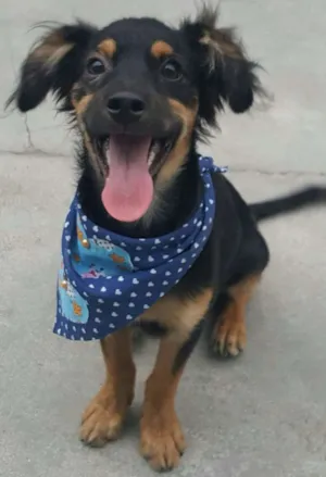 Cachorro raça SRD idade 2 a 6 meses nome LUCKY