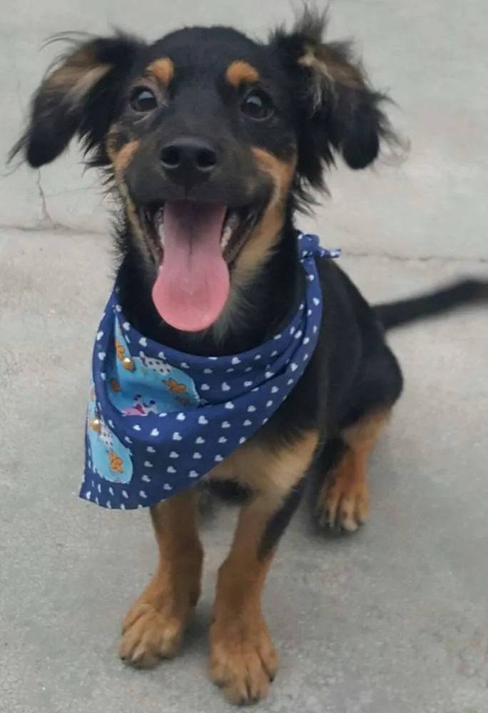 Cachorro ra a SRD idade 2 a 6 meses nome LUCKY