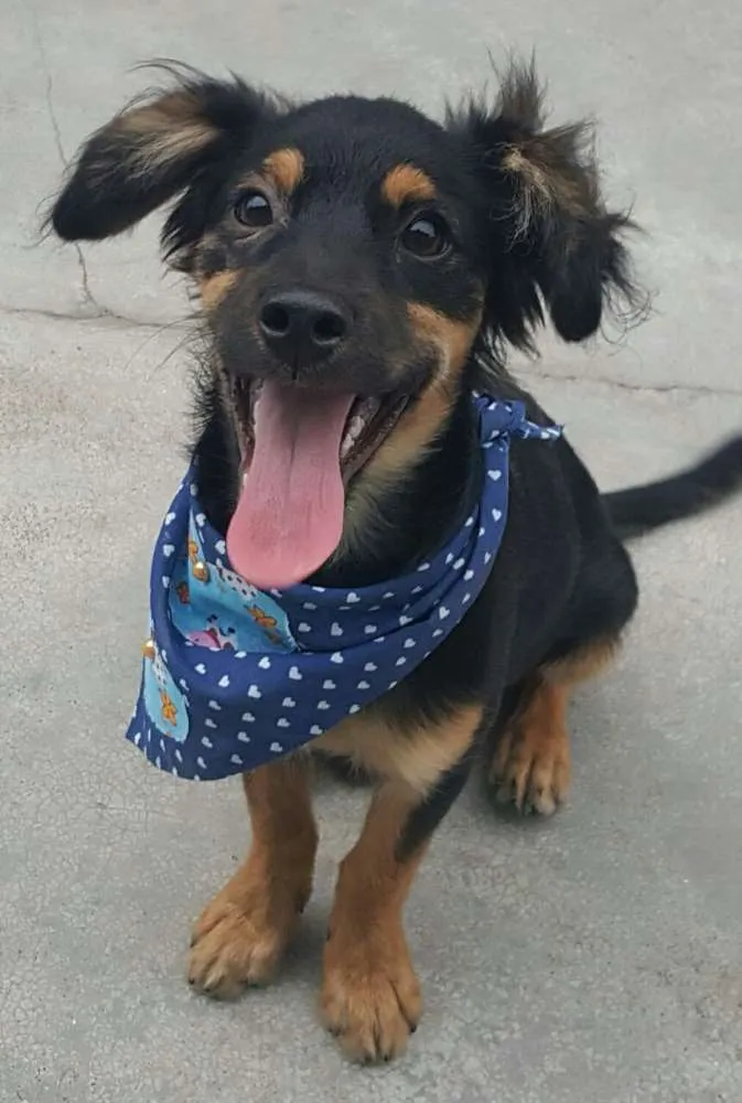 Cachorro ra a SRD idade 2 a 6 meses nome LUCKY