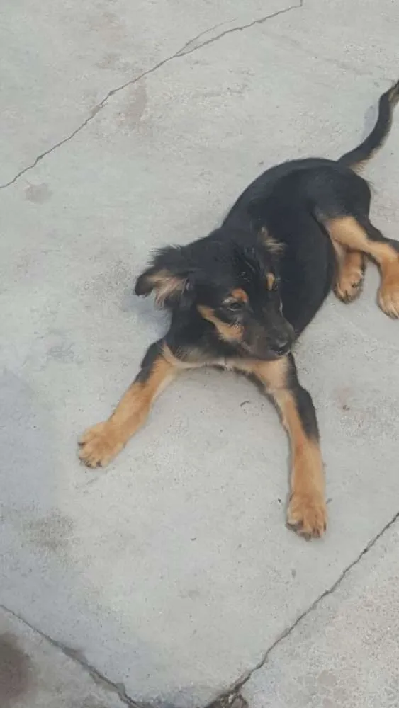 Cachorro ra a SRD idade 2 a 6 meses nome LUCKY