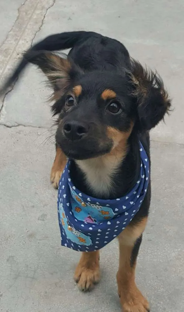 Cachorro ra a SRD idade 2 a 6 meses nome LUCKY