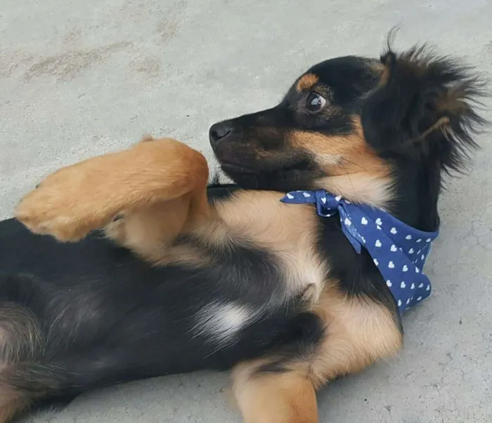 Cachorro ra a SRD idade 2 a 6 meses nome LUCKY