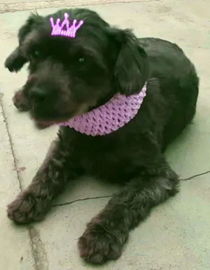 Cachorro raça Poodle idade 1 ano nome WENDY