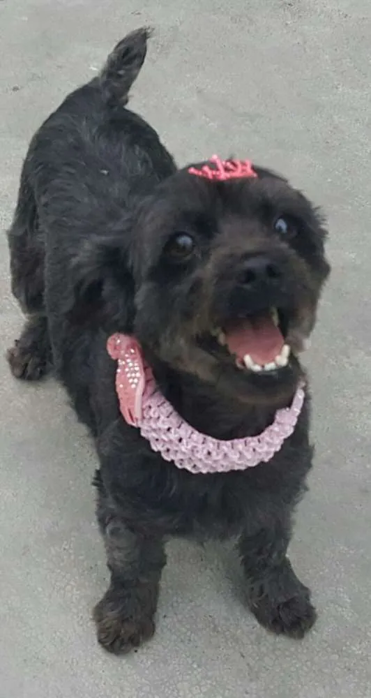 Cachorro ra a Poodle idade 1 ano nome WENDY