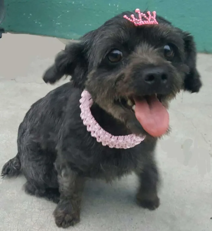 Cachorro ra a Poodle idade 1 ano nome WENDY