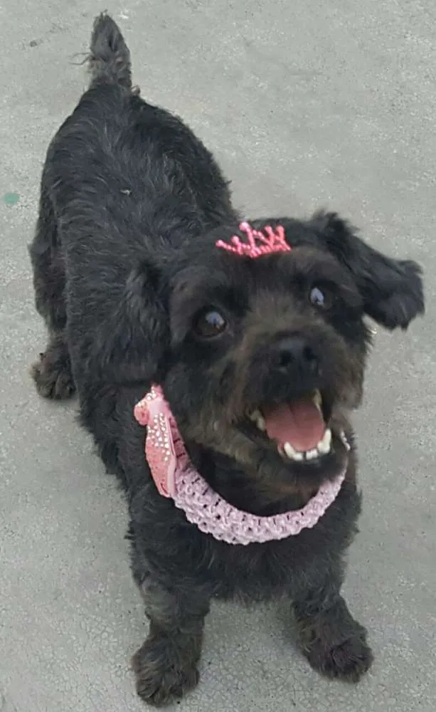 Cachorro ra a Poodle idade 1 ano nome WENDY