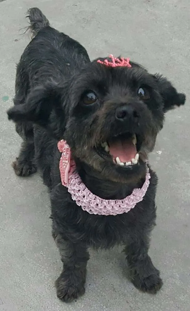 Cachorro ra a Poodle idade 1 ano nome WENDY