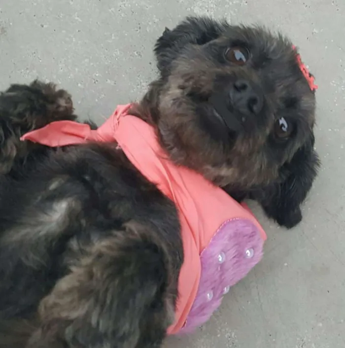 Cachorro ra a Poodle idade 1 ano nome WENDY