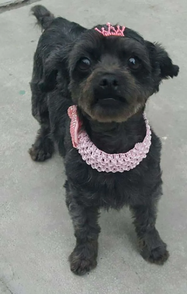 Cachorro ra a Poodle idade 1 ano nome WENDY