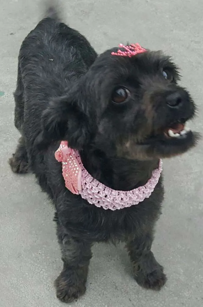 Cachorro ra a Poodle idade 1 ano nome WENDY