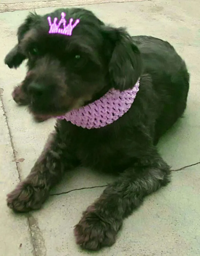Cachorro ra a Poodle idade 1 ano nome WENDY