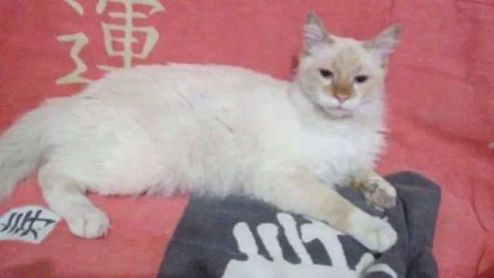Gato ra a SRD idade 7 a 11 meses nome Thomas