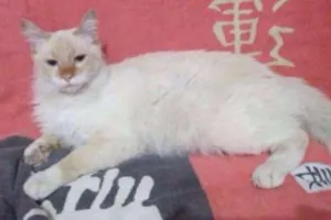 Gato raça SRD idade 7 a 11 meses nome Thomas