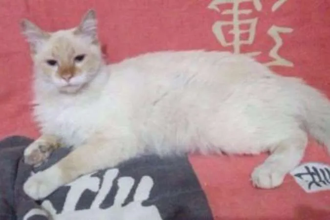 Gato ra a SRD idade 7 a 11 meses nome Thomas