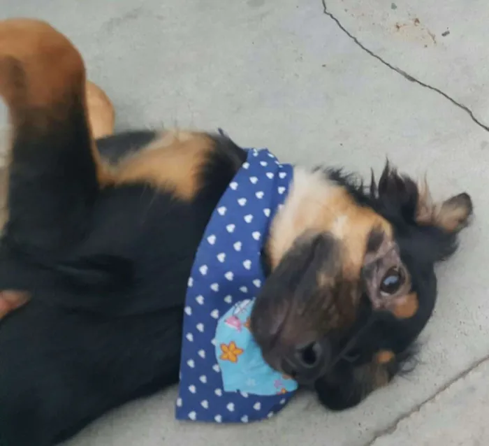 Cachorro ra a SRD idade 2 a 6 meses nome LUCKY