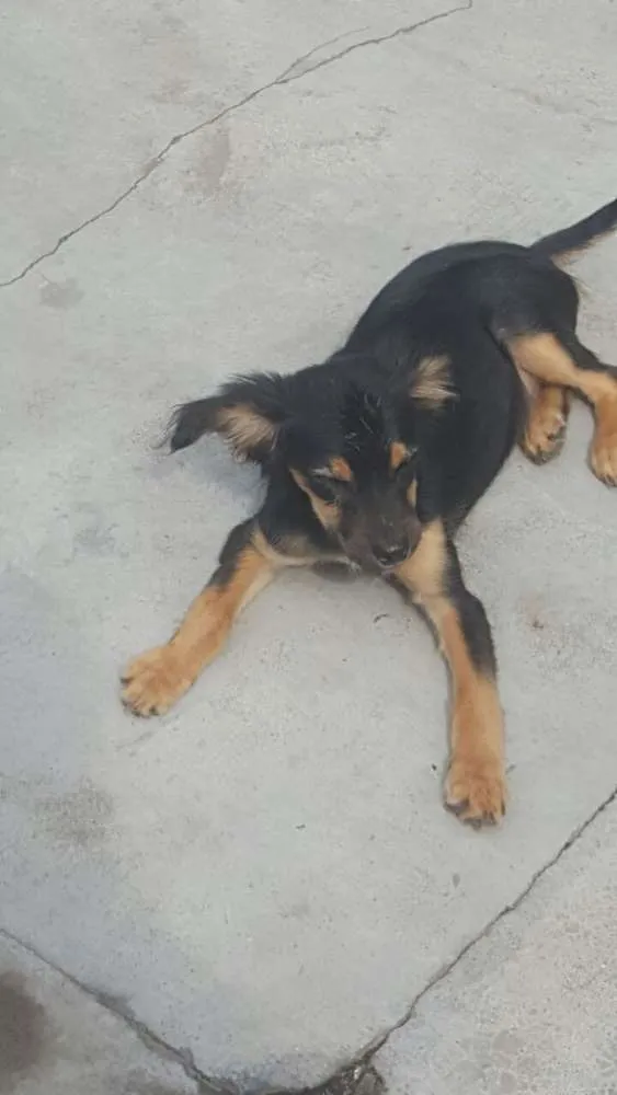 Cachorro ra a SRD idade 2 a 6 meses nome LUCKY
