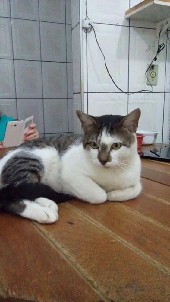 Gato ra a SRD idade 7 a 11 meses nome Bon Jovi