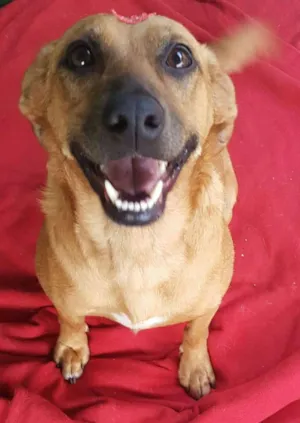 Cachorro raça SRD idade 2 anos nome FLOR 