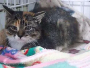 Gato raça SRD idade 2 a 6 meses nome Lívia