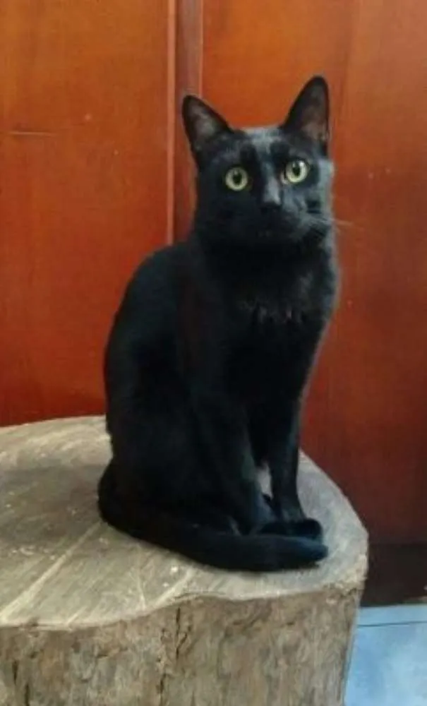 Gato ra a SRD idade 7 a 11 meses nome Beto