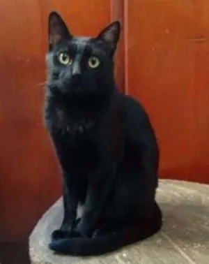 Gato raça SRD idade 7 a 11 meses nome Beto