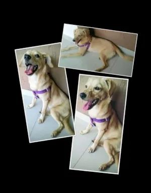 Cachorro raça SRD idade 1 ano nome Rey