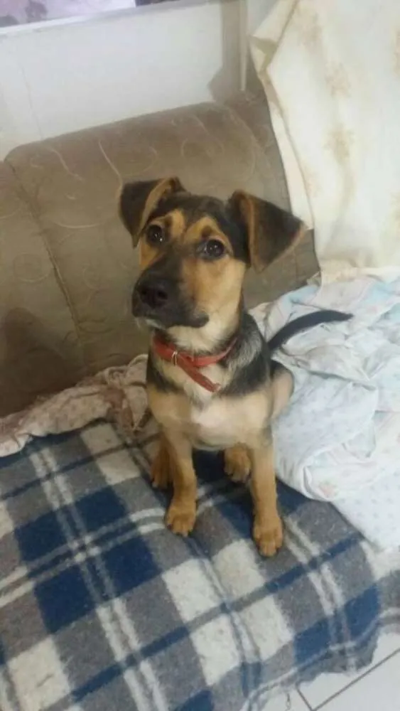 Cachorro ra a SRD idade 2 a 6 meses nome Milla