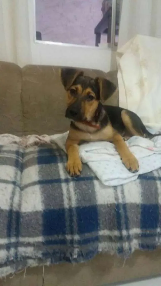 Cachorro ra a SRD idade 2 a 6 meses nome Milla