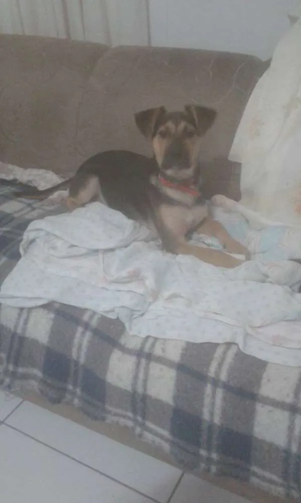 Cachorro ra a SRD idade 2 a 6 meses nome Milla